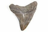 Juvenile Megalodon Tooth - South Carolina #195926-1